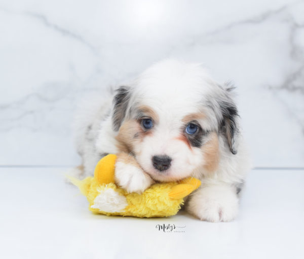 Mini / Toy Australian Shepherd Puppy Bebe