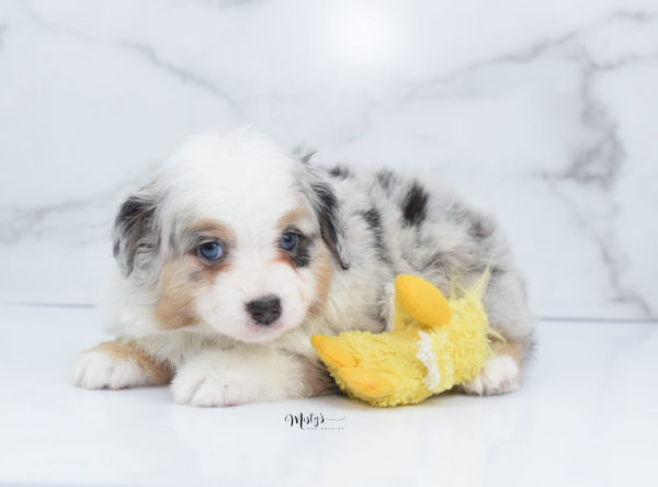 Mini / Toy Australian Shepherd Puppy Bebe