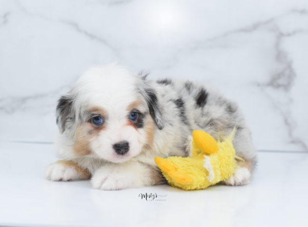 Mini / Toy Australian Shepherd Puppy Bebe