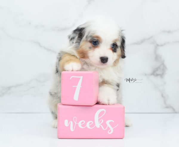 Mini / Toy Australian Shepherd Puppy Bebe