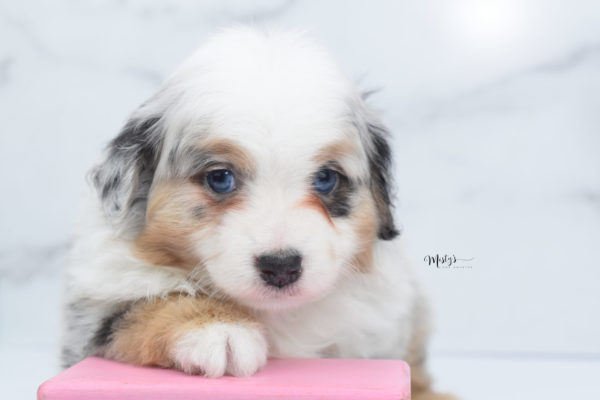 Mini / Toy Australian Shepherd Puppy Bebe