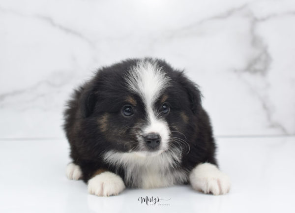 Mini / Toy Australian Shepherd Puppy Blip