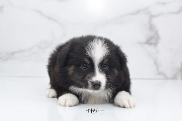 Mini / Toy Australian Shepherd Puppy Blip