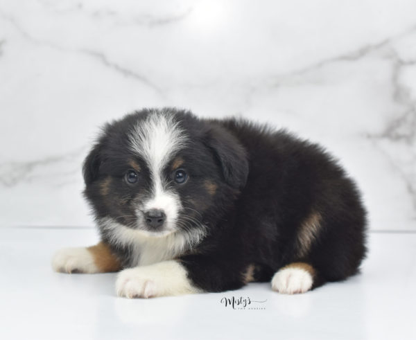 Mini / Toy Australian Shepherd Puppy Blip