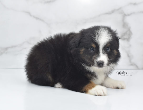 Mini / Toy Australian Shepherd Puppy Blip