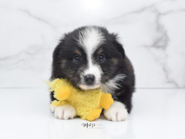 Mini / Toy Australian Shepherd Puppy Blip