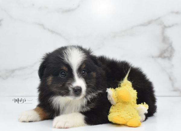 Mini / Toy Australian Shepherd Puppy Blip