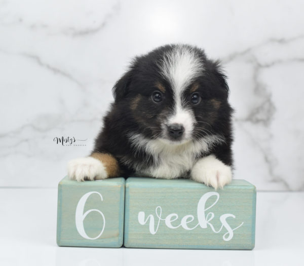 Mini / Toy Australian Shepherd Puppy Blip