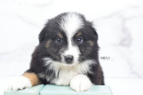 Mini / Toy Australian Shepherd Puppy Blip