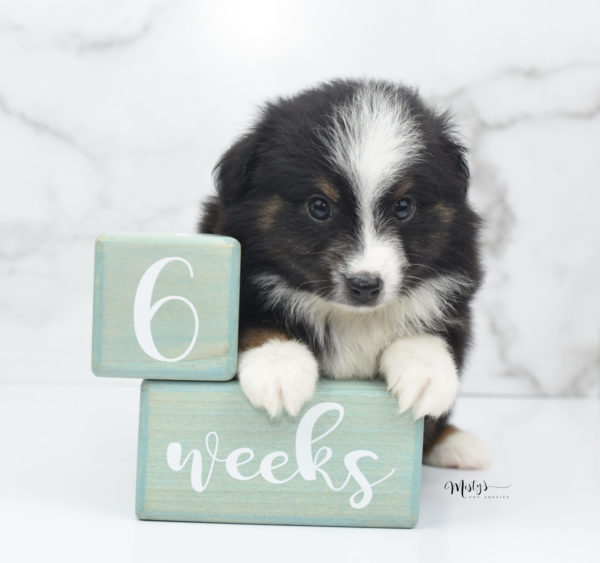 Mini / Toy Australian Shepherd Puppy Blip