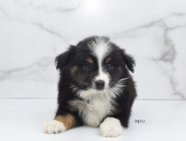 Mini / Toy Australian Shepherd Puppy Blip