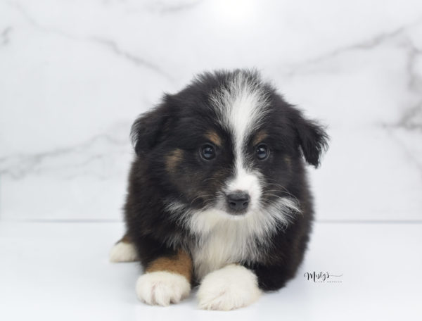 Mini / Toy Australian Shepherd Puppy Blip