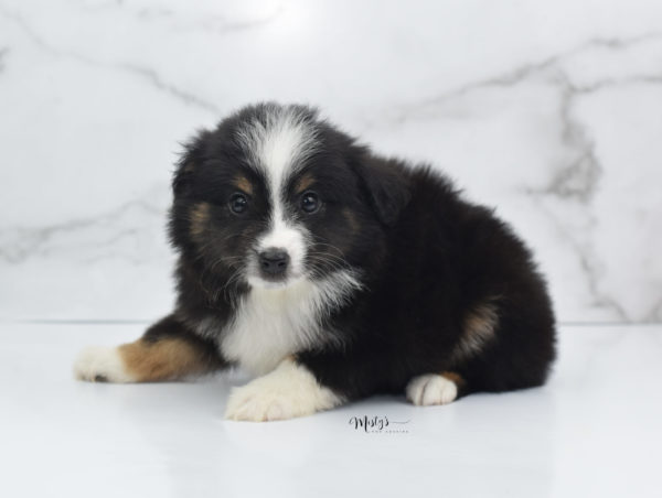 Mini / Toy Australian Shepherd Puppy Blip