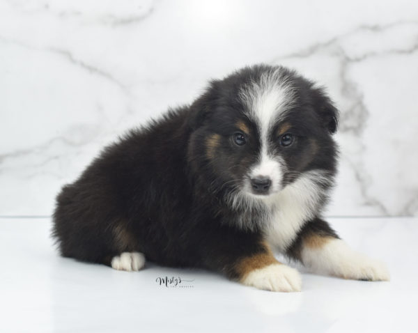 Mini / Toy Australian Shepherd Puppy Blip