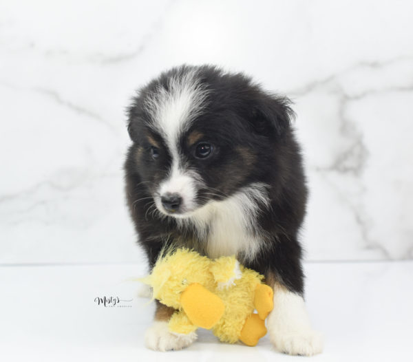 Mini / Toy Australian Shepherd Puppy Blip