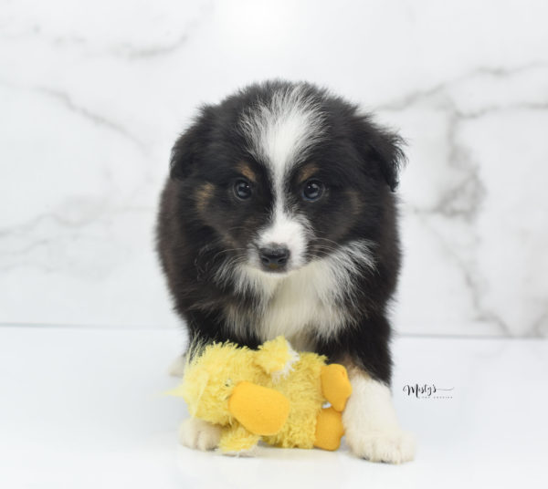 Mini / Toy Australian Shepherd Puppy Blip