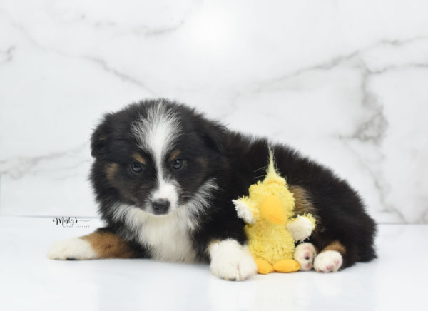 Mini / Toy Australian Shepherd Puppy Blip