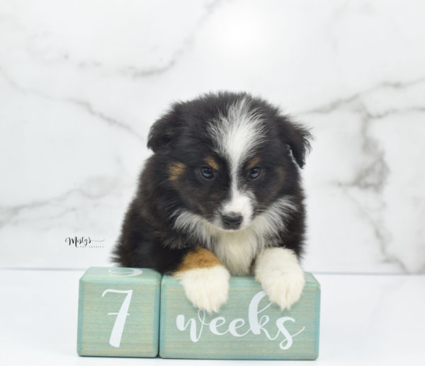 Mini / Toy Australian Shepherd Puppy Blip