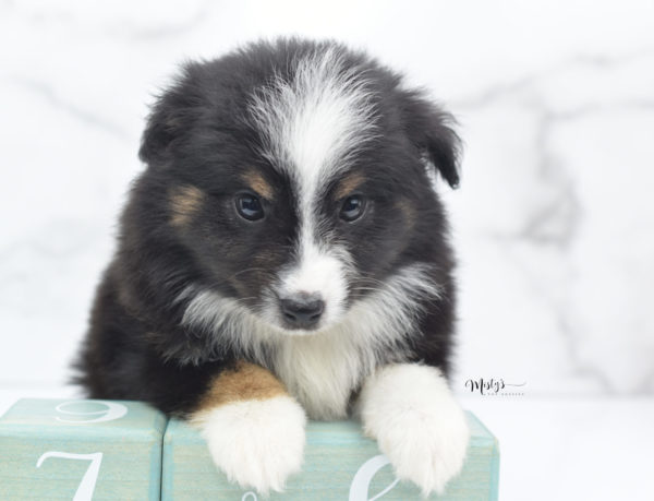 Mini / Toy Australian Shepherd Puppy Blip