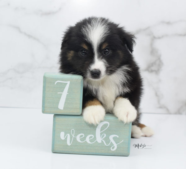 Mini / Toy Australian Shepherd Puppy Blip