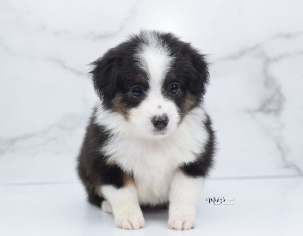 Mini / Toy Australian Shepherd Puppy Bootsy