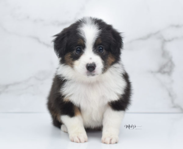 Mini / Toy Australian Shepherd Puppy Bootsy