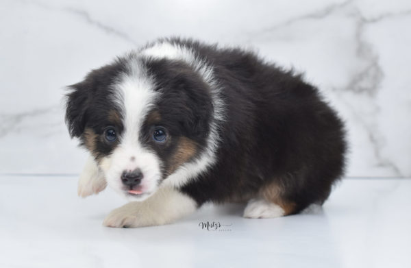 Mini / Toy Australian Shepherd Puppy Bootsy