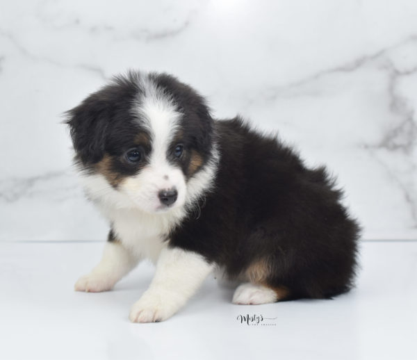 Mini / Toy Australian Shepherd Puppy Bootsy