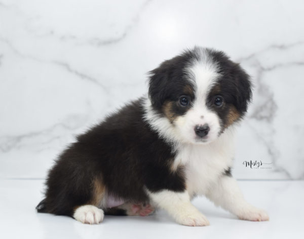 Mini / Toy Australian Shepherd Puppy Bootsy