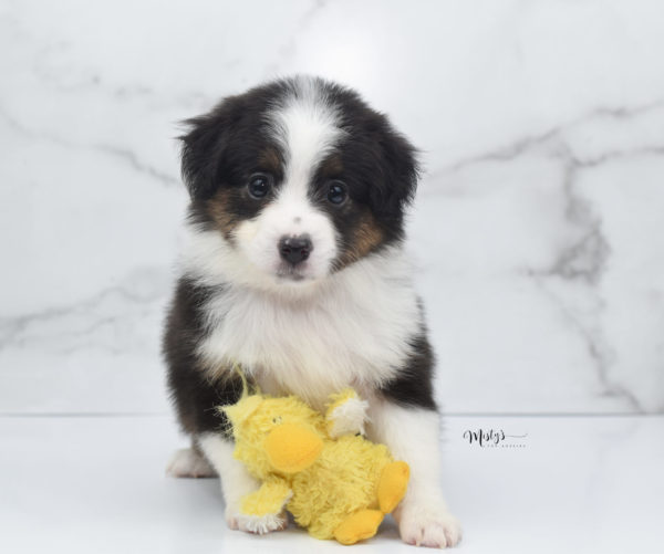 Mini / Toy Australian Shepherd Puppy Bootsy