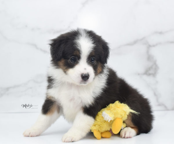 Mini / Toy Australian Shepherd Puppy Bootsy