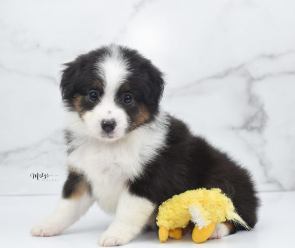 Mini / Toy Australian Shepherd Puppy Bootsy