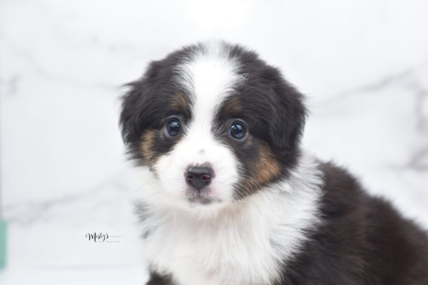 Mini / Toy Australian Shepherd Puppy Bootsy