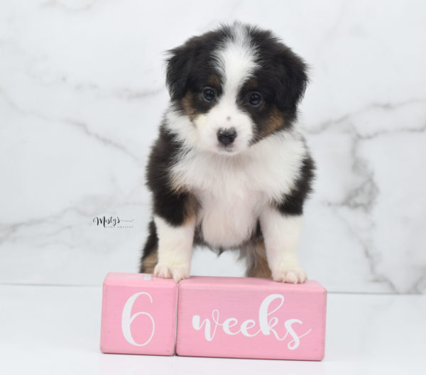 Mini / Toy Australian Shepherd Puppy Bootsy