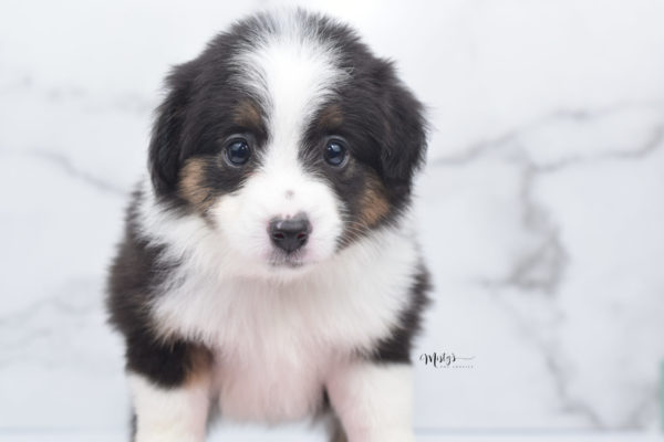 Mini / Toy Australian Shepherd Puppy Bootsy