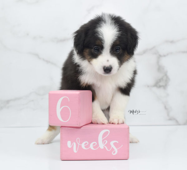 Mini / Toy Australian Shepherd Puppy Bootsy