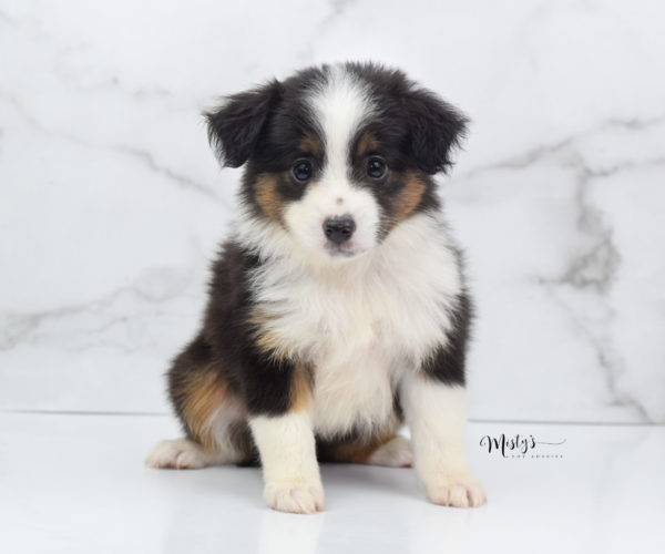 Mini / Toy Australian Shepherd Puppy Bootsy