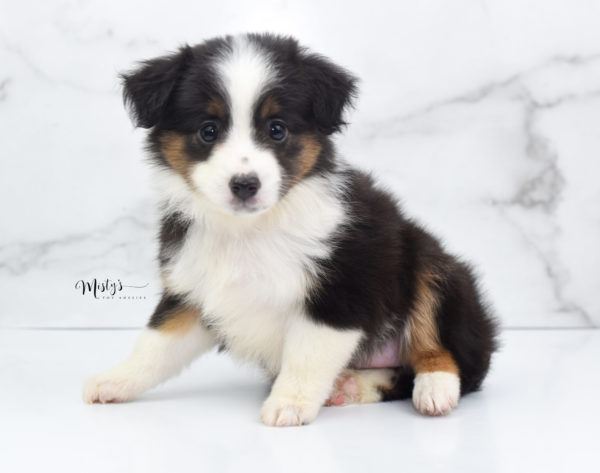 Mini / Toy Australian Shepherd Puppy Bootsy