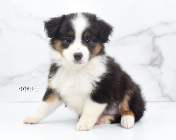 Mini / Toy Australian Shepherd Puppy Bootsy