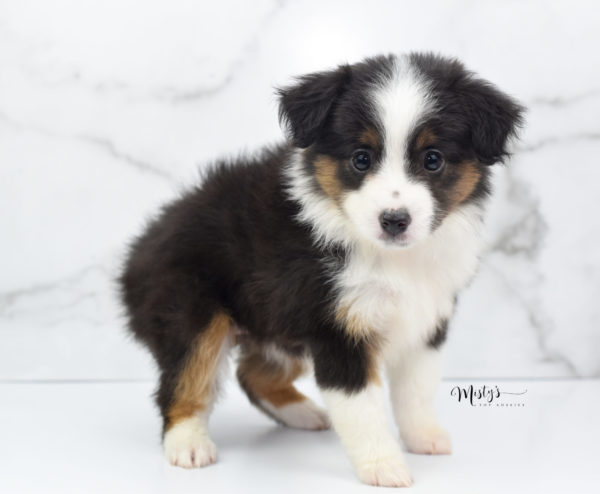 Mini / Toy Australian Shepherd Puppy Bootsy