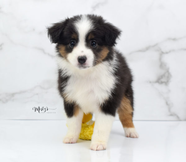 Mini / Toy Australian Shepherd Puppy Bootsy