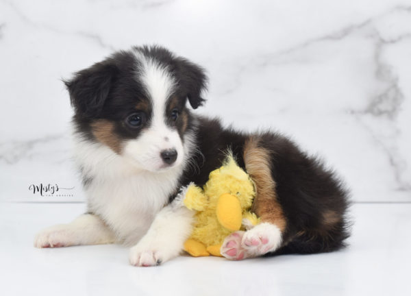 Mini / Toy Australian Shepherd Puppy Bootsy