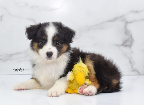 Mini / Toy Australian Shepherd Puppy Bootsy