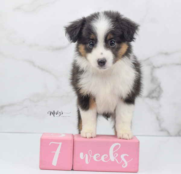 Mini / Toy Australian Shepherd Puppy Bootsy