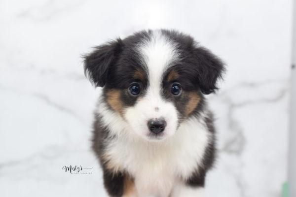 Mini / Toy Australian Shepherd Puppy Bootsy