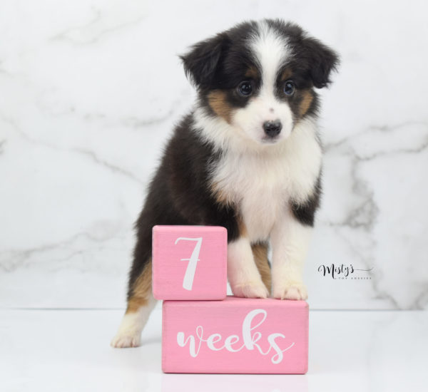 Mini / Toy Australian Shepherd Puppy Bootsy