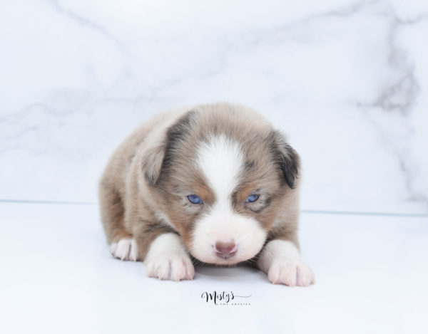 Mini / Toy Australian Shepherd Puppy Clementine