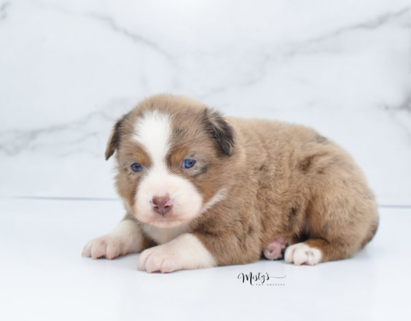 Mini / Toy Australian Shepherd Puppy Clementine