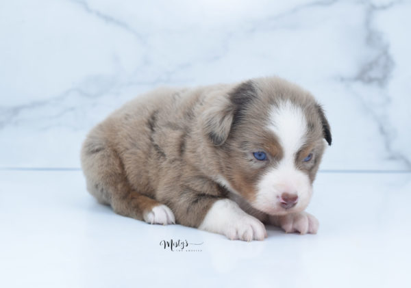 Mini / Toy Australian Shepherd Puppy Clementine