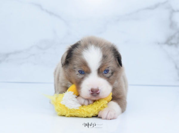 Mini / Toy Australian Shepherd Puppy Clementine